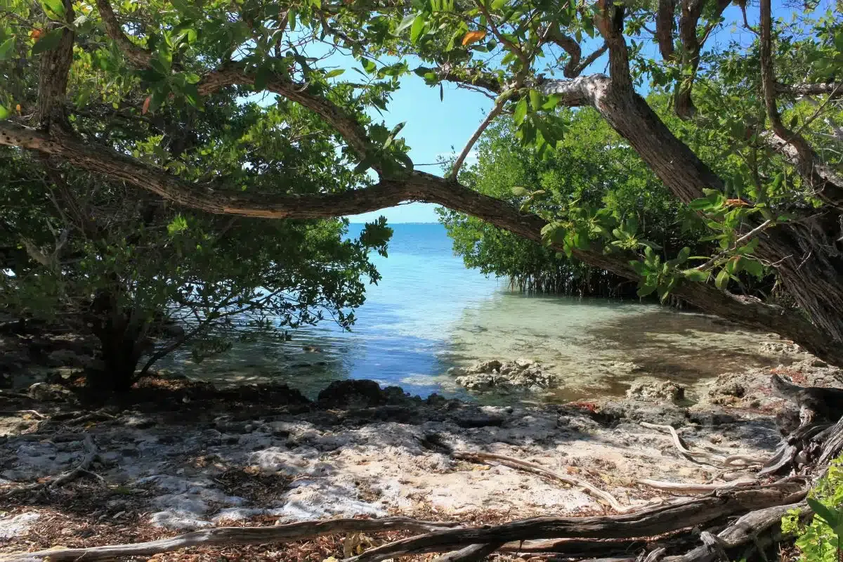 tree in front of the ocean at Indian Key Historic State Park